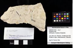 Foto (Objket + Etiketten) von Decapoda indet. 